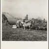 Threshing red clover for seed on older settler's ranch. Near Ontario, Malheur County, Oregon