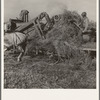 Threshing red clover for seed on older settler's ranch. Near Ontario, Malheur County, Oregon