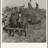 Threshing red clover for seed on older settler's ranch. Near Ontario, Malheur County, Oregon