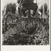 Sugar beet lifter in older settler's field, which loosens beets and partially lifts them from ground. Near Ontario, Malheur County, Oregon
