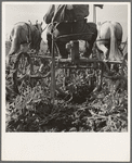 Sugar beet lifter in older settler's field, which loosens beets and partially lifts them from ground. Near Ontario, Malheur County, Oregon