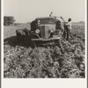 Loading truck in sugar beet field. Average wage of field worker: two dollars and fifty cents per day and dinner and supper during topping. Near Ontario, Malheur County, Oregon