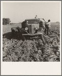 Loading truck in sugar beet field. Average wage of field worker: two dollars and fifty cents per day and dinner and supper during topping. Near Ontario, Malheur County, Oregon