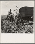 Loading truck in sugar beet field. Average wage of field worker: two dollars and fifty cents per day and dinner and supper during topping. Near Ontario, Malheur County, Oregon