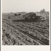 View of sugar beet field with crew loading truck for Nyssa factory. Average yield of beets in excess of sixteen tons per acre in this region. Near Ontario, Malheur County, Oregon