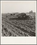 View of sugar beet field with crew loading truck for Nyssa factory. Average yield of beets in excess of sixteen tons per acre in this region. Near Ontario, Malheur County, Oregon