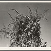 Shocked corn in field of FSA (Farm Security Administration) borrower. Sunset Valley, Malheur County, Oregon