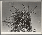 Shocked corn in field of FSA (Farm Security Administration) borrower. Sunset Valley, Malheur County, Oregon