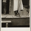 Front porch of sharecropper's cabin. Coahoma County, Mississippi