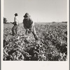 Topping sugar beets after lifter has loosened them. Near Ontario, Malheur County, Oregon