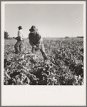 Topping sugar beets after lifter has loosened them. Near Ontario, Malheur County, Oregon