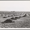View of Sunset Valley, showing hay and clover, pasture land, corn land, grain land. Some of this valley has been under cultivation four or five years. Malheur County, Oregon
