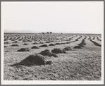 View of Sunset Valley, showing hay and clover, pasture land, corn land, grain land. Some of this valley has been under cultivation four or five years. Malheur County, Oregon