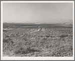 Nyssa Heights, Malheur County, Oregon. Sage bush, hay field, farmstead, cattle in pasture. All farms in this view belong to FSA (Farm Security Administration) borrowers. General caption 66