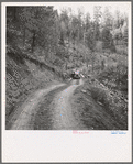 Bringing in load of logs late in the afternoon from the woods to the mill over road three miles long which members built with pick and shovel. Ola self-help co-op farm, Gem County, Idaho. See general caption 48