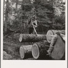 Member of the Ola self-help sawmill co-op working in the woods, rolling log to truck with peavey, a hooked and spiked stick used as a lever. Gem County, Idaho