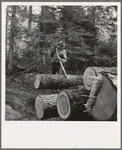 Member of the Ola self-help sawmill co-op working in the woods, rolling log to truck with peavey, a hooked and spiked stick used as a lever. Gem County, Idaho