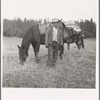 Basque sheep herder who speaks broken English coming down from summer camp with pack animals. Adams County, Idaho