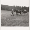 Basque sheep herder leading pack train down from summer camp in Bear Valley. Trip takes thirty-five days going up, twenty days coming down. Adams County, Idaho