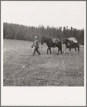Basque sheep herder leading pack train down from summer camp in Bear Valley. Trip takes thirty-five days going up, twenty days coming down. Adams County, Idaho