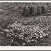 Onions in sacks are drying. Those on ground are culls. 1000 acres of onions are grown, 700 to 800 cars are shipped annually from Malheur County, Oregon