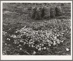 Onions in sacks are drying. Those on ground are culls. 1000 acres of onions are grown, 700 to 800 cars are shipped annually from Malheur County, Oregon