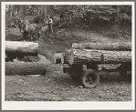 Members of Ola self-help sawmill co-op snaking a fir log down to the truck. Gem County, Idaho. General caption 48