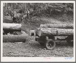 Members of Ola self-help sawmill co-op snaking a fir log down to the truck. Gem County, Idaho. General caption 48