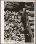 Fifty-pound bags of onions in storage shed, ready for market. Malheur County, Oregon