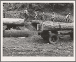 Members of Ola self-help sawmill co-op rolling white fir log to lumber truck with peavies. Hooked and spiked sticks used as levers. Gem County, Idaho. General caption 48