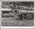 Members of Ola self-help sawmill co-op rolling white fir log to lumber truck with peavies. Hooked and spiked sticks used as levers. Gem County, Idaho. General caption 48