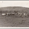 Sheep herders' pack train coming down from summer camp. Washington County, Idaho