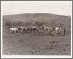 Sheep herders' pack train coming down from summer camp. Washington County, Idaho