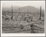 Stumps and sags on uncleared land. Priest River country, Bonner County, Idaho. General caption 49