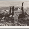 Evanson new home, looking across land which has recently been cleared by bulldozer. Priest River Valley, Bonner County, Idaho. See general caption 49, 54