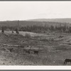 Looking over the Unruf farm from the barn. Note garden enclosed in fence. Boundary County, Idaho. See general caption 52