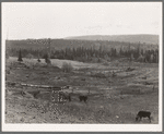 Looking over the Unruf farm from the barn. Note garden enclosed in fence. Boundary County, Idaho. See general caption 52