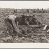 Ex-lumber mill worker clears eight-acre field after bulldozer has pulled stumps. Boundary stumps. Boundary County, Idaho. See general caption 49