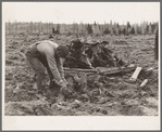 Ex-lumber mill worker clears eight-acre field after bulldozer has pulled stumps. Boundary stumps. Boundary County, Idaho. See general caption 49