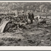 Ex-lumber mill worker clears eight-acre field after bulldozer has pulled stumps. Boundary stumps. Boundary County, Idaho. See general caption 49