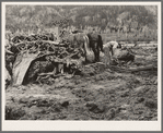 Ex-lumber mill worker clears eight-acre field after bulldozer has pulled stumps. Boundary stumps. Boundary County, Idaho. See general caption 49