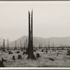 Shows character of land which new settlers are buying in the Priest River Valley, Idaho. See general caption 49