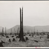 Shows character of land which new settlers are buying in the Priest River Valley, Idaho. See general caption 49
