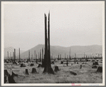 Shows character of land which new settlers are buying in the Priest River Valley, Idaho. See general caption 49