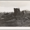 Stumps on Cox farm piled and ready for burning. Bonner County, Idaho. See general caption 50