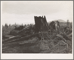 Stumps on Cox farm piled and ready for burning. Bonner County, Idaho. See general caption 50