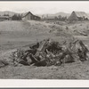 Stumps on Cox farm piled and ready for burning. Bonner Co., Idaho