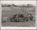 Stumps on Cox farm piled and ready for burning. Bonner Co., Idaho