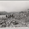 Cutting the corn on the Miller farm near West Carlton, Yamhill County, Oregon. See general caption 57 and 58