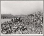Cutting the corn on the Miller farm near West Carlton, Yamhill County, Oregon. See general caption 57 and 58